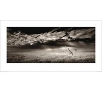 The Art Group "Ian Cumming Masai Mara Giraffe Paper Art Print, Multi-Colour, 50 x 100 x 1.3 cm