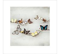 The Art Group "Ian Winstanley Array of Butterflies Paper Art Print, Multi-Colour, 40 x 40 x 1.3 cm