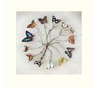 The Art Group Ian Winstanley Butterfly Harmony Mounted Print, Multi-Colour, 40 x 40 x 1.3 cm