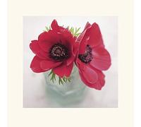 The Art Group Ian Winstanley Red Anemones Mounted Print, Multi-Colour, 40 x 40 x 1.3 cm