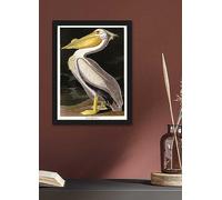 The Art Group John James Audubon American White Pelican Framed Print White