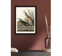 The Art Group John James Audubon Salt Water Marsh Hen Framed Print Natural