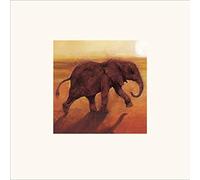 The Art Group Jonathan Sanders Baby Elephant Mounted Print, Multi-Colour, 30 x 30 x 1.3 cm