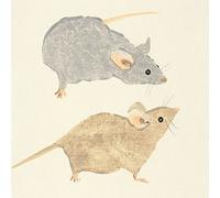 The Art Group Julia Burns (Timid Mice) -Canvas Print 30 x 30cm, Wood, Multicolour, 30 x 30 x 1.3 cm