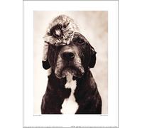 The Art Group "Loki's Kitten Rachael Hale Art Print, Multi-Colour, 30 x 40 x 1.3 cm