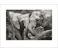 The Art Group "Marina Cano Elephants in Love Paper Art Print, Multi-Colour, 60 x 80 x 1.3 cm
