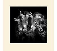 The Art Group Marina Cano (Shades of Grevy) -Mounted Print 40 x 40cm, Paper, Multicoloured, 40 x 40 x 1.3 cm
