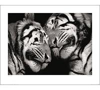 The Art Group "Marina Cano Sleeping Tigers Paper Art Print, Multi-Colour, 40 x 50 x 1.3 cm