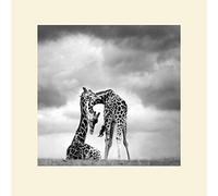 The Art Group Marina Cano Tenderness Mounted Print, Multi-Colour, 40 x 40 x 1.3 cm