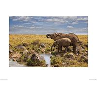 The Art Group "Mario Moreno Elephants of Maasai Mara Paper Art Print, Multi-Colour, 60 x 80 x 1.3 cm