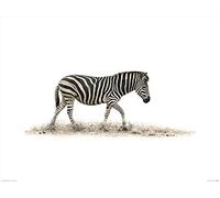 The Art Group "Mario Moreno The Zebra Paper Art Print, Multi-Colour, 60 x 80 x 1.3 cm