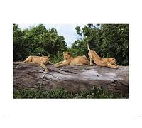 The Art Group "Mario Moreno Three Cubs On A Tree Paper Art Print, Multi-Colour, 60 x 80 x 1.3 cm