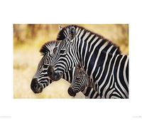 The Art Group "Mario Moreno Trio of Zebras Paper Art Print, Multi-Colour, 60 x 80 x 1.3 cm