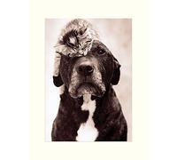 The Art Group Rachael Hale Loki's Kitten Mounted Print, Multi-Colour, 30 x 40 x 1.3 cm