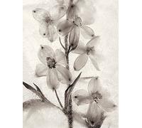 The Art Group "Ryuijie Douglas Ice Form 51 Digital Canvas Print, Multi-Colour, 1.80 x 30.00 x 40.00 cm