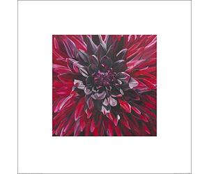 The Art Group "Sarah Caswell Fabulous Black Wizard Dahlia Paper Art Print, Multi-Colour, 60 x 60 x 1.3 cm