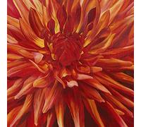 The Art Group Sarah Caswell (Fabulous Orange Dahlia) -Canvas Print 85 x 85cm, Wood, Multi-Colour, 85 x 85 x 1.3 cm