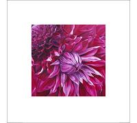 The Art Group "Sarah Caswell Fabulous Pink Dahlias Paper Art Print, Multi-Colour, 60 x 60 x 1.3 cm