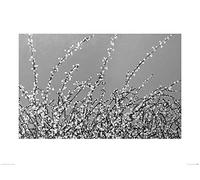 The Art Group Simon Fairless (Early Blossom) -Art Print 60 x 80cm, Paper, Multicoloured, 60 x 80 x 1.3 cm