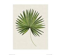 The Art Group "Summer Thornton Tropical Leaf Iii Paper Art Print, Multi-Colour, 40 x 50 x 1.3 cm