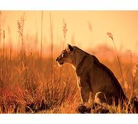 The Art Group "Sunset Stalking Mario Moreno Canvas Print, Multi-Colour, 60 x 80 x 1.3 cm