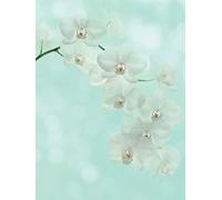 The Art Group "White Orchid Alyson Fennell Canvas Print, Multi-Colour, 60 x 80 x 1.3 cm