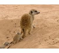 The Art of Leadership