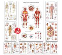 12 Human Anatomy Posters, Medical Posters, Circulatory, Skeletal, Male Female Muscular, Science Health Posters for Classroom, Office - Laminated 18x30