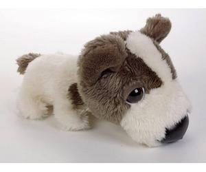 The Artlist Collection: Papillon the Dog by The Dog Project