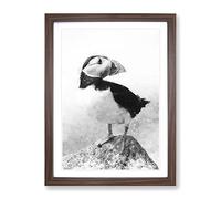 The Atlantic Puffin Bird Painting Modern Framed Print | A2 Walnut Framed Wall Art | Ready to Hang | Modern Historical Picture | Living Room Bedroom Lounge Office