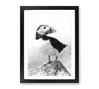 The Atlantic Puffin Bird Painting Modern Framed Print | A4 Black Framed Wall Art | Ready to Hang | Modern Historical Picture | Living Room Bedroom Lounge Office
