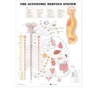 The Autonomic Nervous System