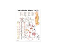 The Autonomic Nervous System Anatol C