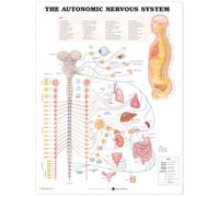 The Autonomic Nervous System Anatomical Chart