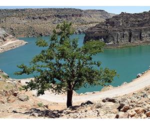 The Babylonian Creation Story