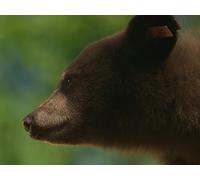 The Biggest Release Ever