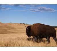 The Black Hills: Nature and Native Heritage