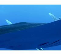 The Blue Planet - E03 - Open Ocean