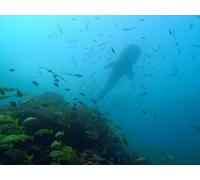 The Blue Planet - E06 - Coral Seas