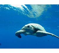 The Blue Planet - E08 - Coasts