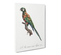 The Blue Winged Macaw Parrot By F. Levaillant Canvas Print | Gallery Wrapped 30mm Frame Wall Art | 20x14 inches | Ready to Hang | Retro Animals Picture | Living Room Bedroom Lounge Office
