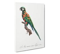 The Blue-Winged Macaw Parrot by F. Levaillant Canvas Print | Gallery Wrapped 30mm Frame Wall Art | 30x20 inches | Ready to Hang | Modern Animals Picture | Living Room Bedroom Lounge Office