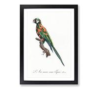 The Blue-Winged Macaw Parrot by F. Levaillant Framed Print | A2 Black Framed Wall Art | Ready to Hang | Modern Animal Picture | Living Room Bedroom Lounge Office