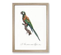 The Blue-Winged Macaw Parrot by F. Levaillant Framed Print | A2 Oak Framed Wall Art | Ready to Hang | Modern Animal Picture | Living Room Bedroom Lounge Office