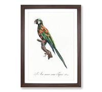 The Blue-Winged Macaw Parrot by F. Levaillant Framed Print | A2 Walnut Framed Wall Art | Ready to Hang | Modern Animal Picture | Living Room Bedroom Lounge Office
