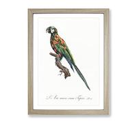 The Blue Winged Macaw Parrot By F. Levaillant Vintage Framed Print | A2 Oak Framed Wall Art | Ready to Hang | Classic Animal Picture | Living Room Bedroom Lounge Office