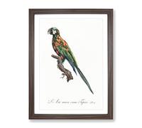 The Blue Winged Macaw Parrot By F. Levaillant Vintage Framed Print | A2 Walnut Framed Wall Art | Ready to Hang | Classic Animal Picture | Living Room Bedroom Lounge Office