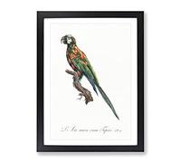 The Blue Winged Macaw Parrot By F. Levaillant Vintage Framed Wall Art Print, Ready to Hang Picture for Living Room Bedroom Home Office Décor, Black A3 (34 x 46 cm)