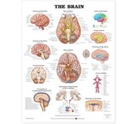 Anatomical Chart The Brain