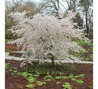 The Bride Flowering Cherry Blossom Tree Ornamental Prunus 9L Pot 1.2m - 1.5m Plant Theory Green One Size